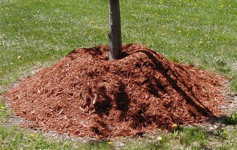The Role of Volcano Spell Bark Mulch in Moisture Retention and Irrigation Efficiency